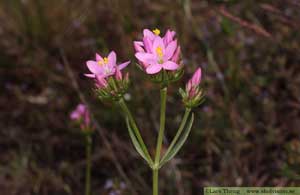 Flockarun, Centaurium erythraea